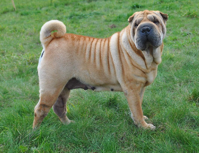 Étalon Shar Pei - Pandore Des Terres Du Vieux Chêne