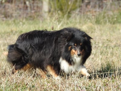 Étalon Shetland Sheepdog - Sulène ( dite sidji ) (Sans Affixe)