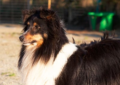 Étalon Shetland Sheepdog - Okarina Des Doudous De La Grave