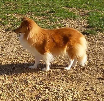 Étalon Shetland Sheepdog - Roxie Of blue tails