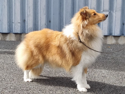 Étalon Shetland Sheepdog - Tendresse au clair de lune des Romarins de Mayerling