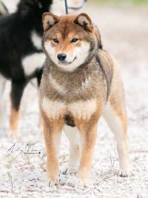 Étalon Shiba - Tagada du Bois de Compiègne