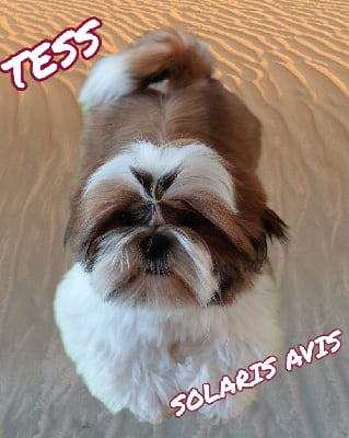 Étalon Shih Tzu - solaris avis Y'marengo dit tess