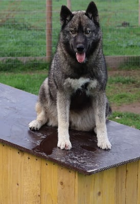 Étalon Siberian Husky - Zhi-wan-shi dite surra (Sans Affixe)