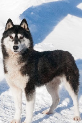 Étalon Siberian Husky - Industria sachem's dream