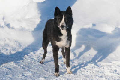 Étalon Siberian Husky - Dakota spirit on northern lights dark illusion