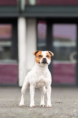 Étalon Staffordshire Bull Terrier - One Star Fire Sunny boy