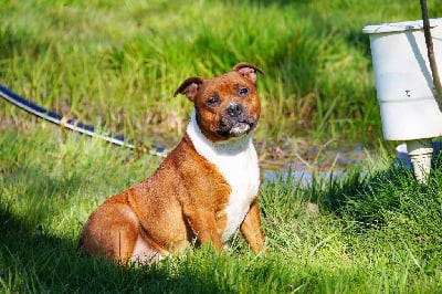 Étalon Staffordshire Bull Terrier - Soliya Forgiveness American Dog