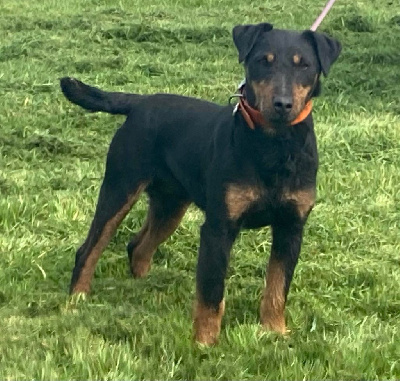 Étalon Terrier de chasse allemand - Frenchfox Obby