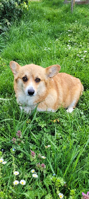 Étalon Welsh Corgi Pembroke - Phisy du Mas de Kevantsteph