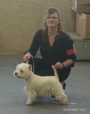 Étalon West Highland White Terrier - Tess Des Plaines D’Osiris