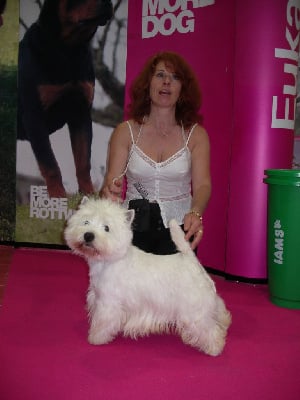 Étalon West Highland White Terrier - buttercup Ewox