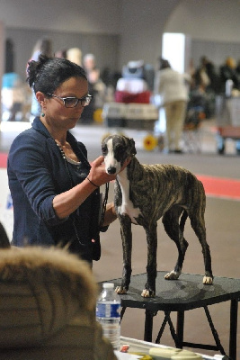 Étalon Whippet - Taza queen top De Lev'horse