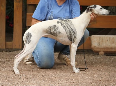 Étalon Whippet - CH. Sacheen little feather De Tetiaroa