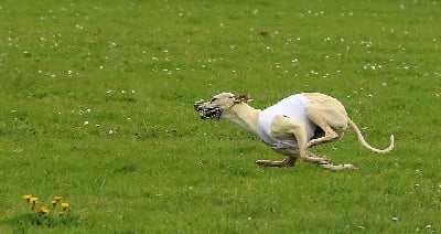 Étalon Whippet - Séthie Du Chene Des Morinieres