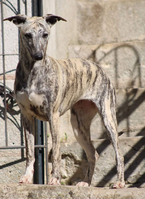 Étalon Whippet - Tzarine flawless empress Des Alizes De Maelynn