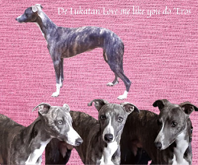 Étalon Whippet - de lukatan Love me like you do(éros)