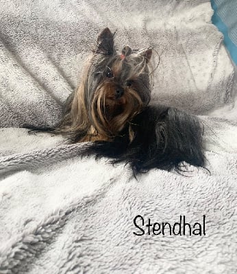 Étalon Yorkshire Terrier - Stendhal pattes impériales