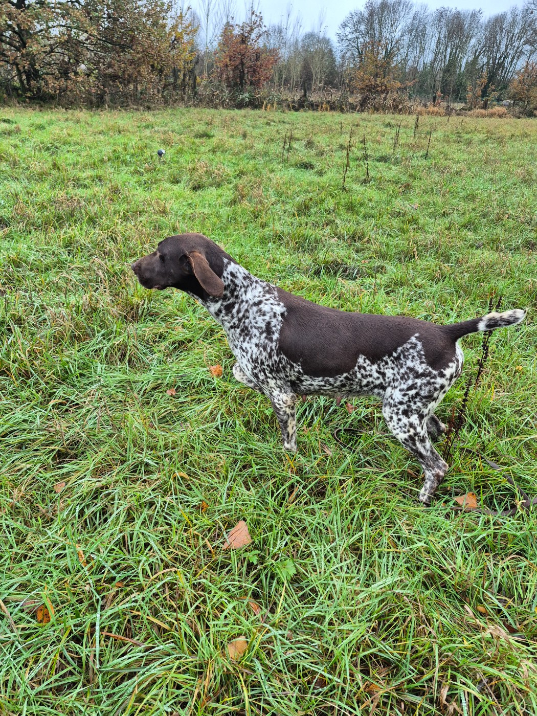 Roxane des Mannes Fleuries