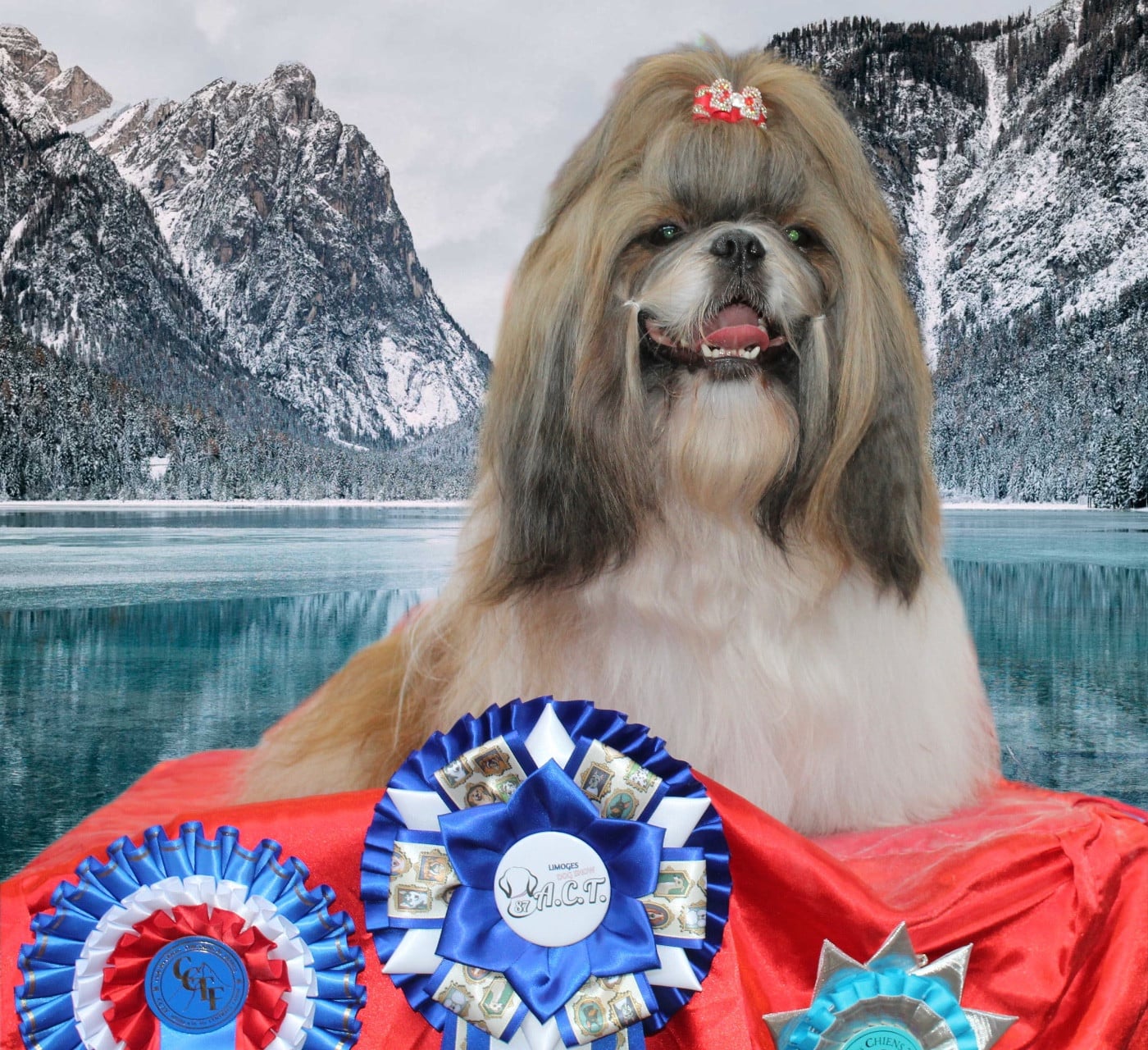 CH. « Éverest » Sunshine du lac de Cupidon