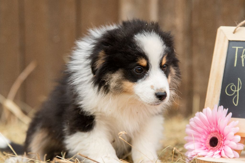 Publication : Du Domaine Des Perles D'Ambène 