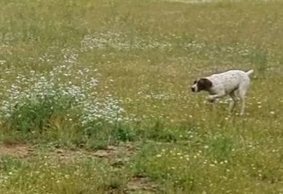 Publication : De Moca-Croce 