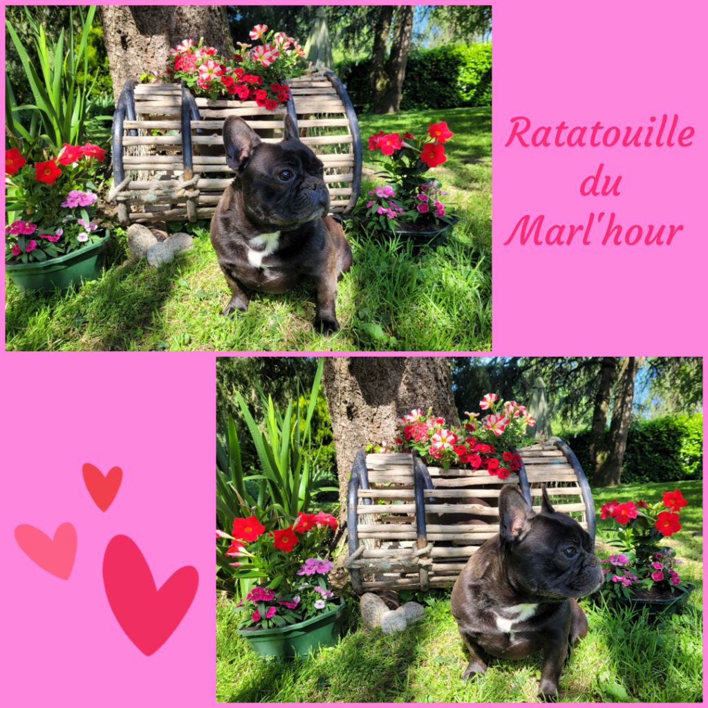 Publication : du Marl'Hour Auteur : L'HOUR Rachel 