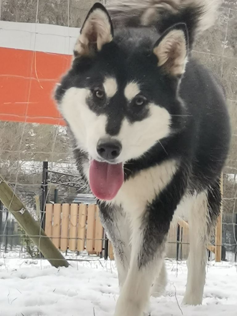 Publication : De L'aube Des Perseides 