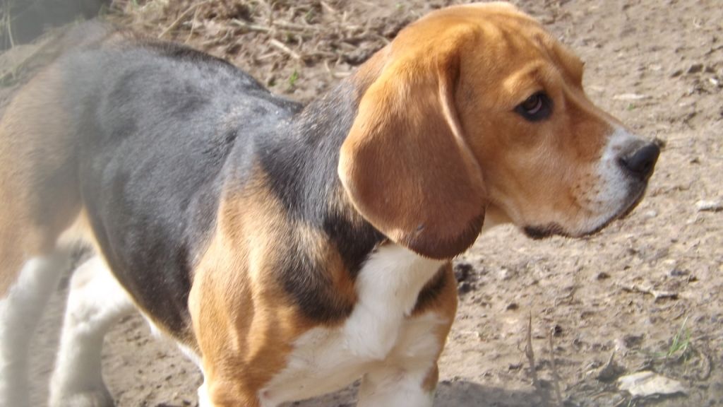 Publication : Du clos machard