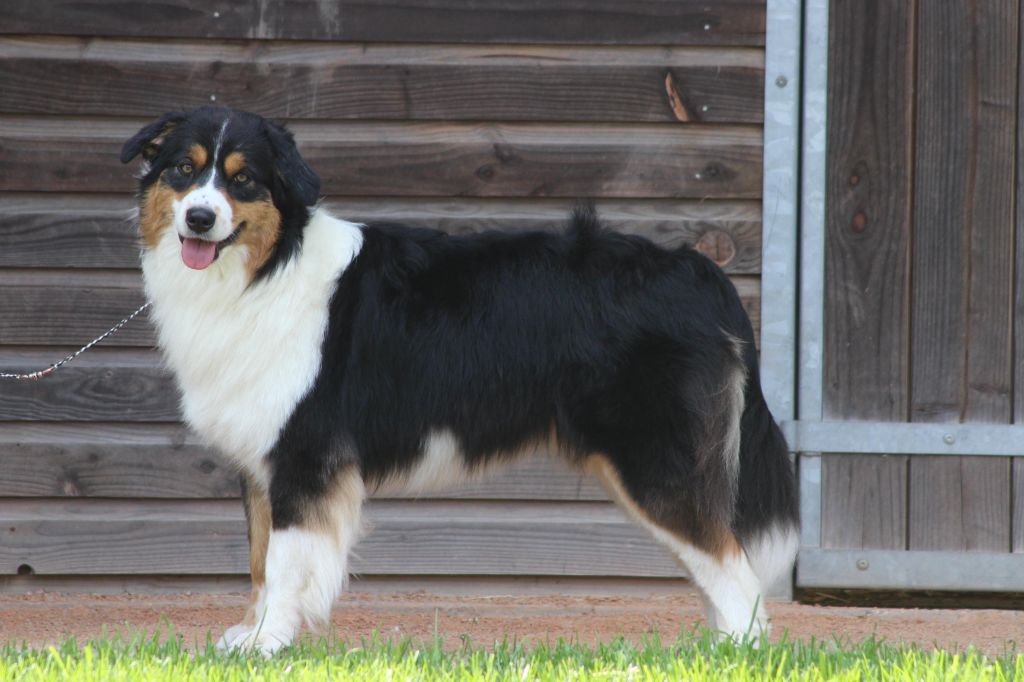 Publication : Of The Dream Of Haïti