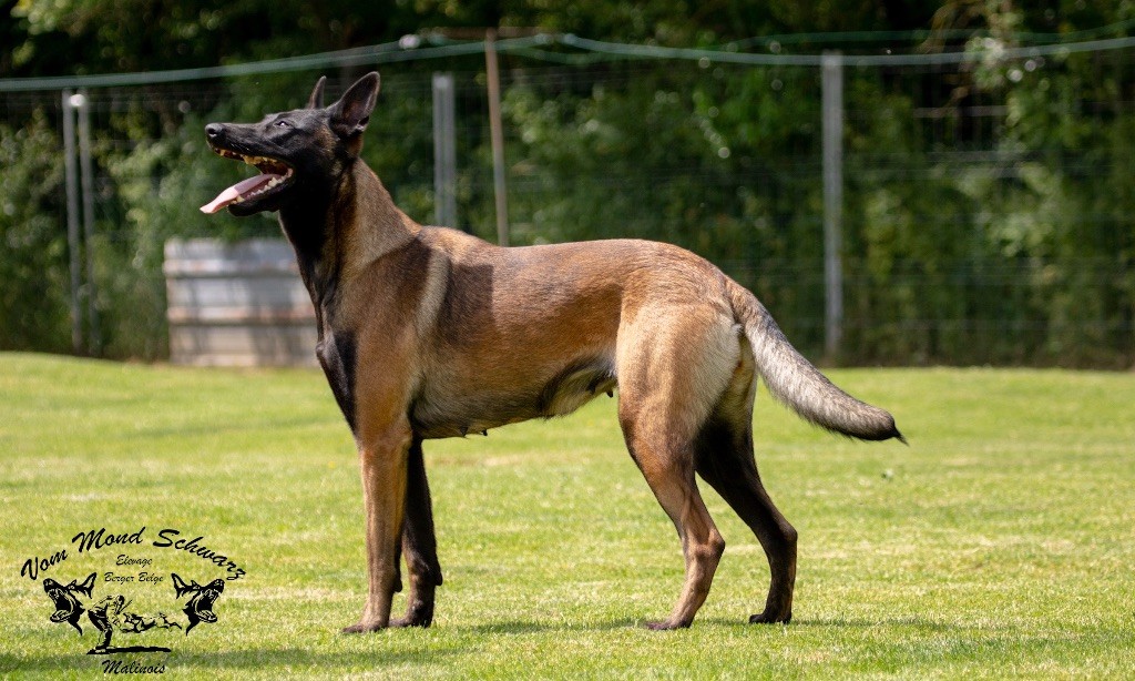 Sia black face iwarrusskennel