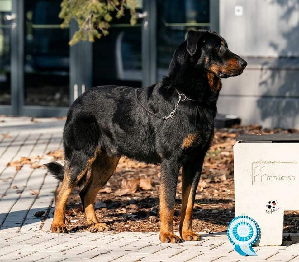 Publication : du Dragon Noir Auteur : Elevage du Dragon Noir