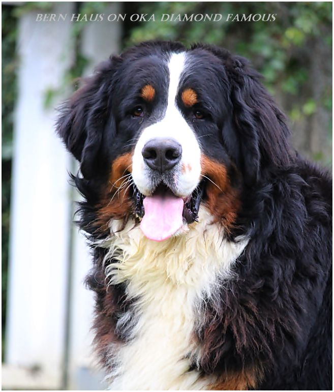 Publication : D'Ainhoa Auteur : Bonnenfant Yann