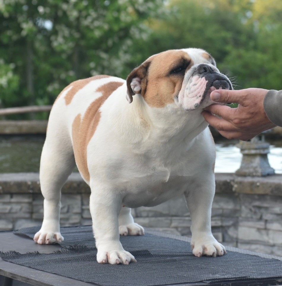 Publication : de Théop's Auteur : De Theop?s