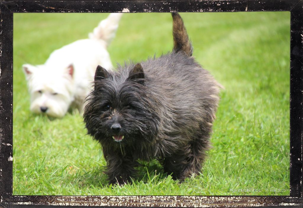 Publication : Des guerriers chippewas 