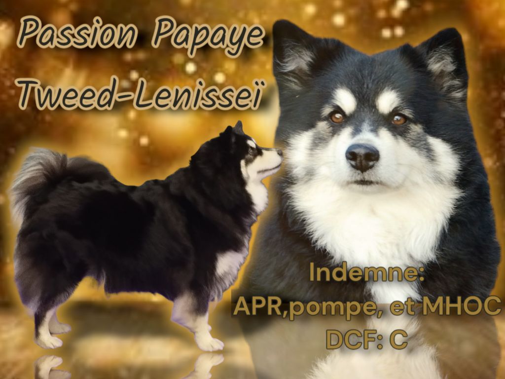 Passion-papaye Tweed Lenissei