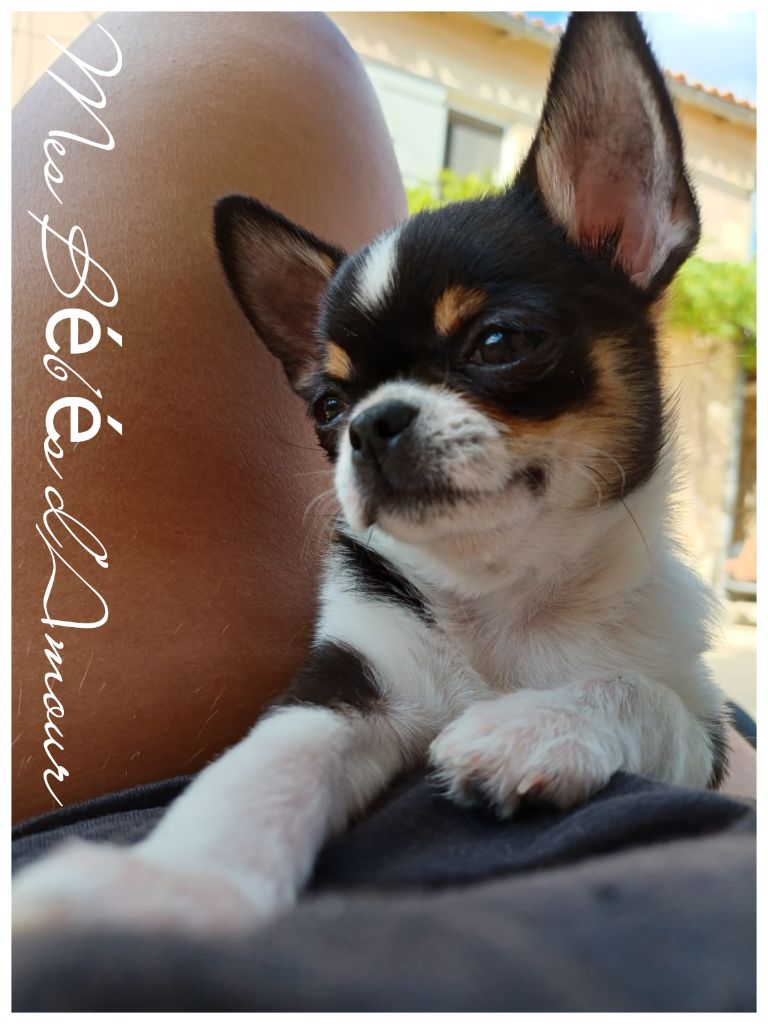 Publication : Des Petits Tresors D'Azur 