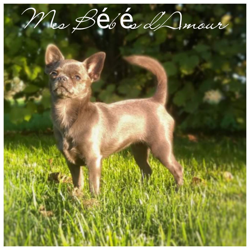 Publication : Des Pachas Des Cimes 