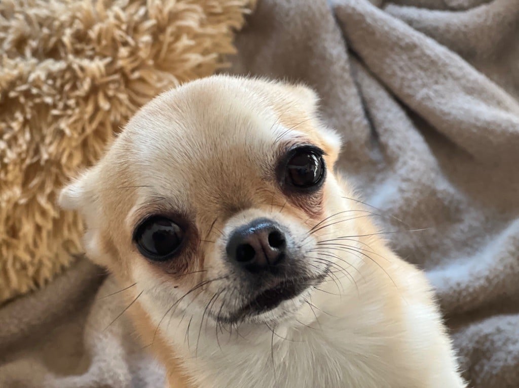 Publication : Des Matriochekas Mexicaines Auteur : Sandrine Jouvelet 