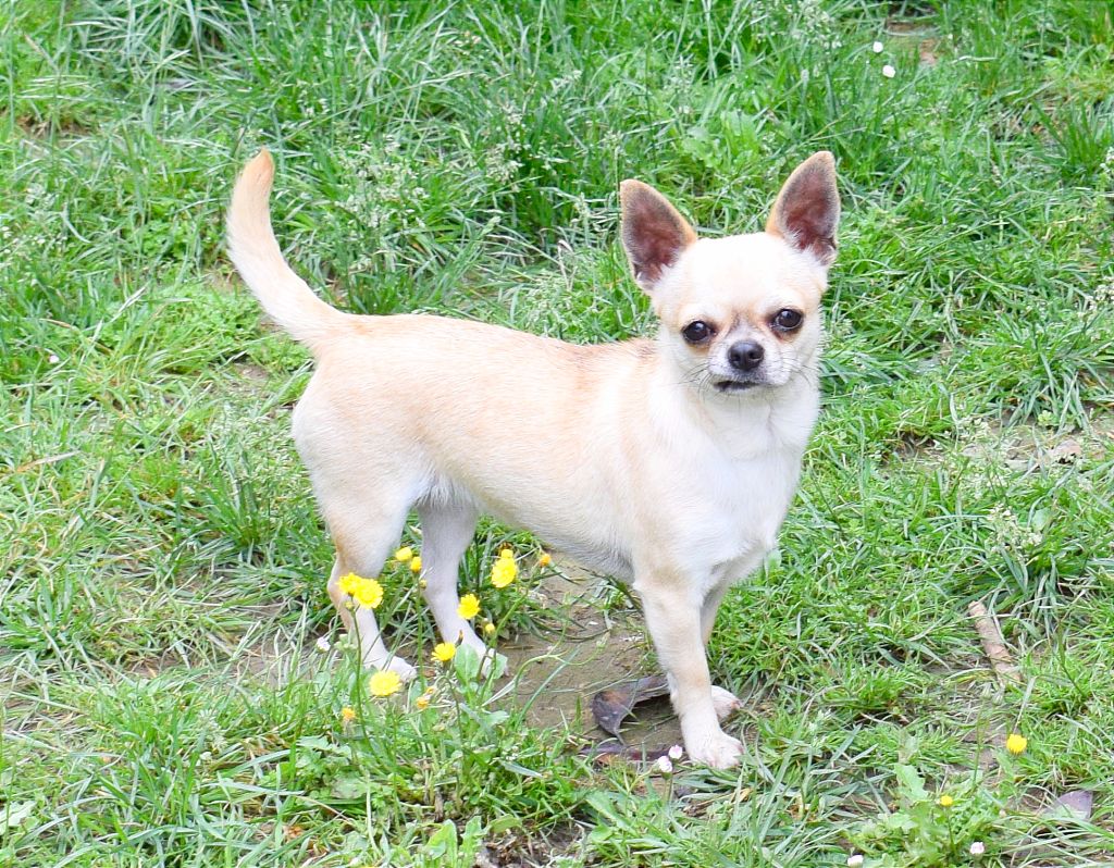 Publication : Du Clos Shooting Star