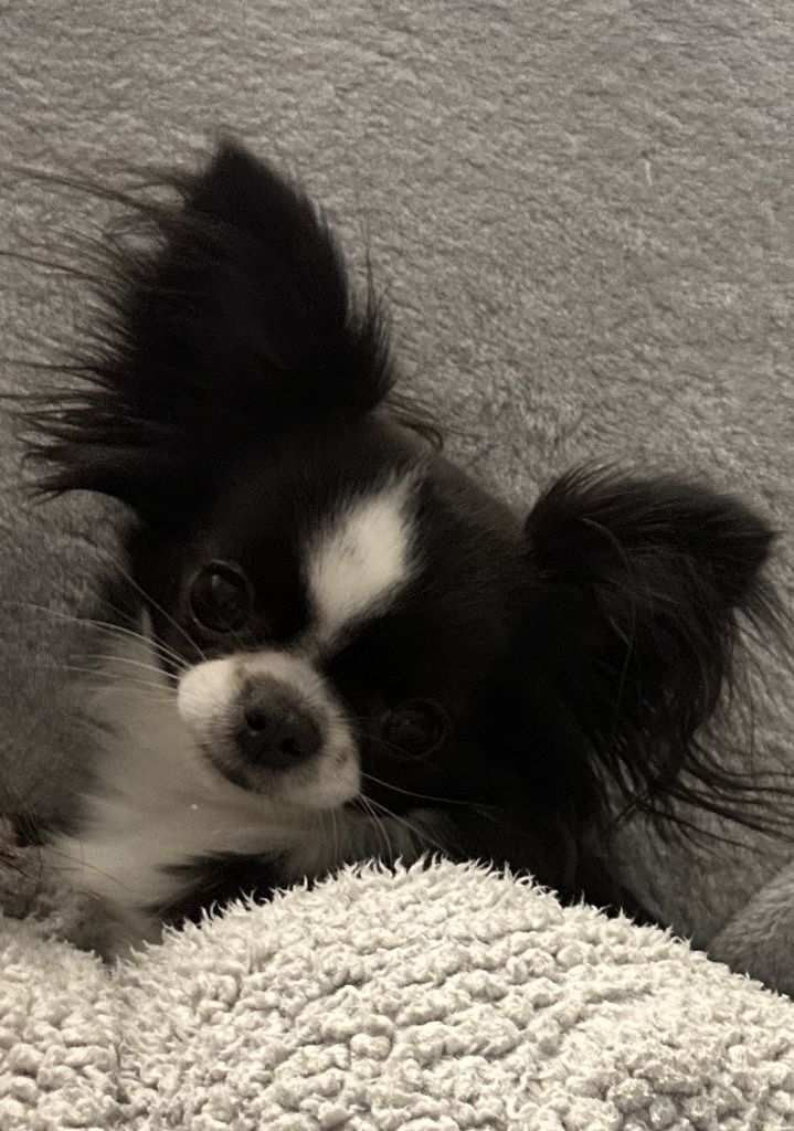 Publication : Des Minis Précieux 