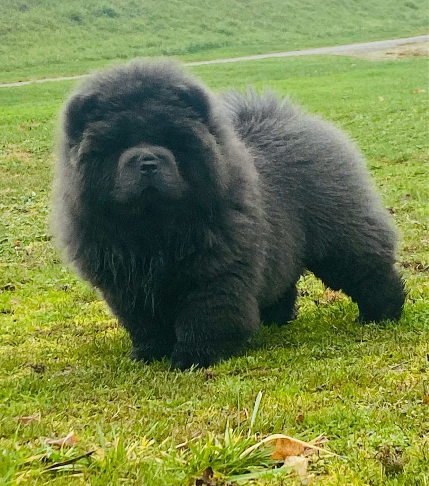 Publication : du Yang tse Kiang