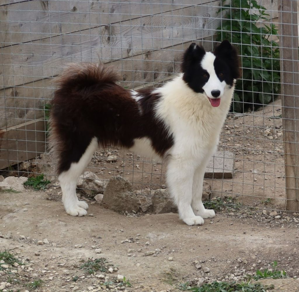 Publication : Alphareign 