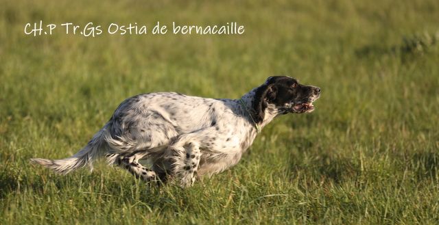 TR. CH. Ostia De Bernacaille