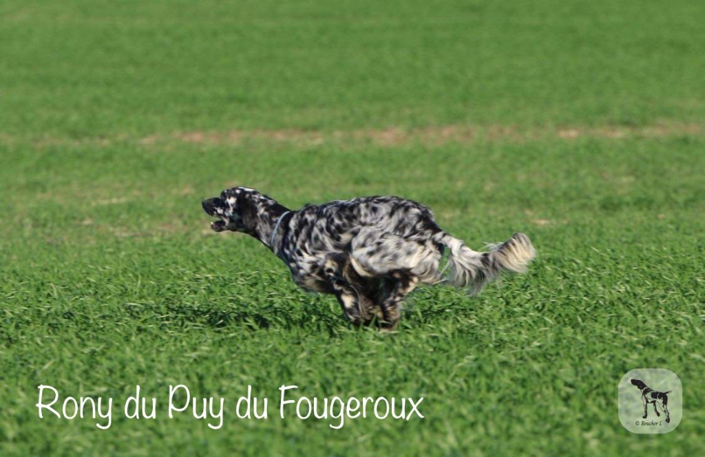 Publication : Du Puy Du Fougeroux 
