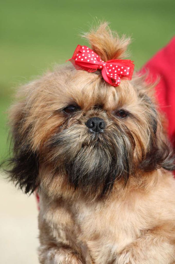 Publication : de l'Angelarde 