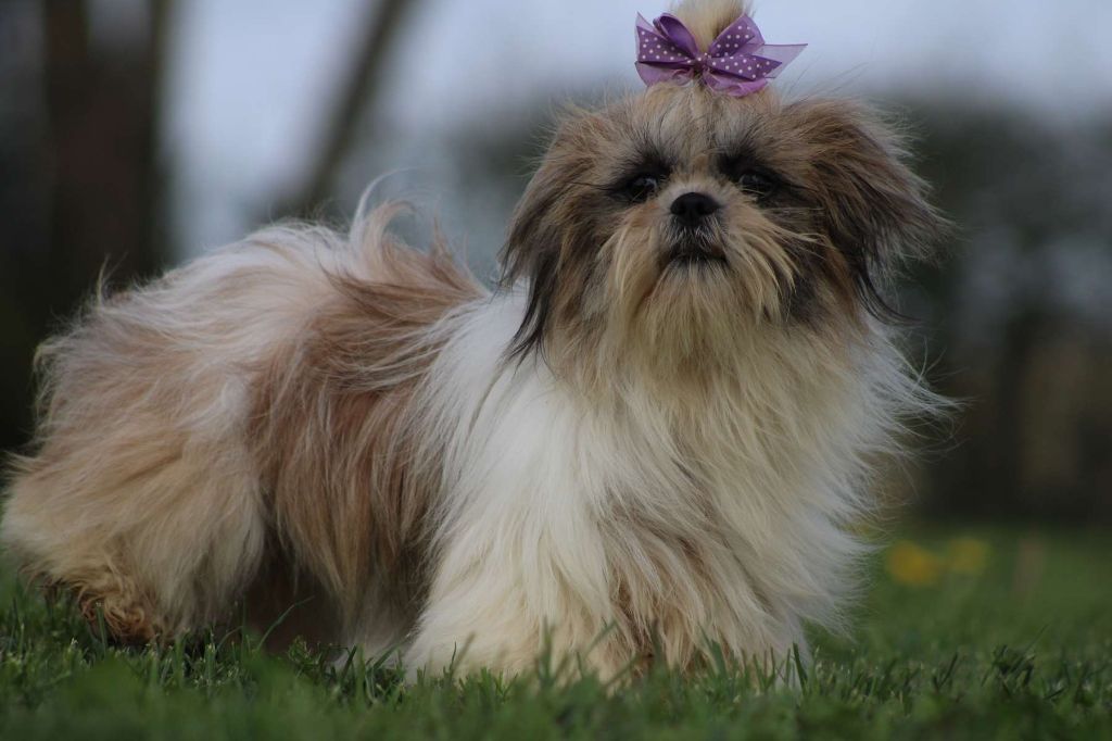 Publication : de l'Angelarde