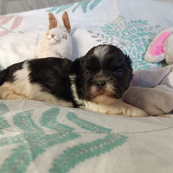 Publication : De L'Elite Royal Dog 