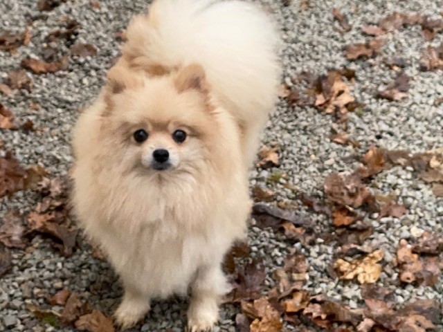 Publication : du moulin de madjurie 