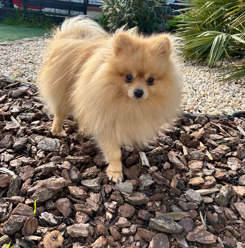 Publication : des Cherihuas 